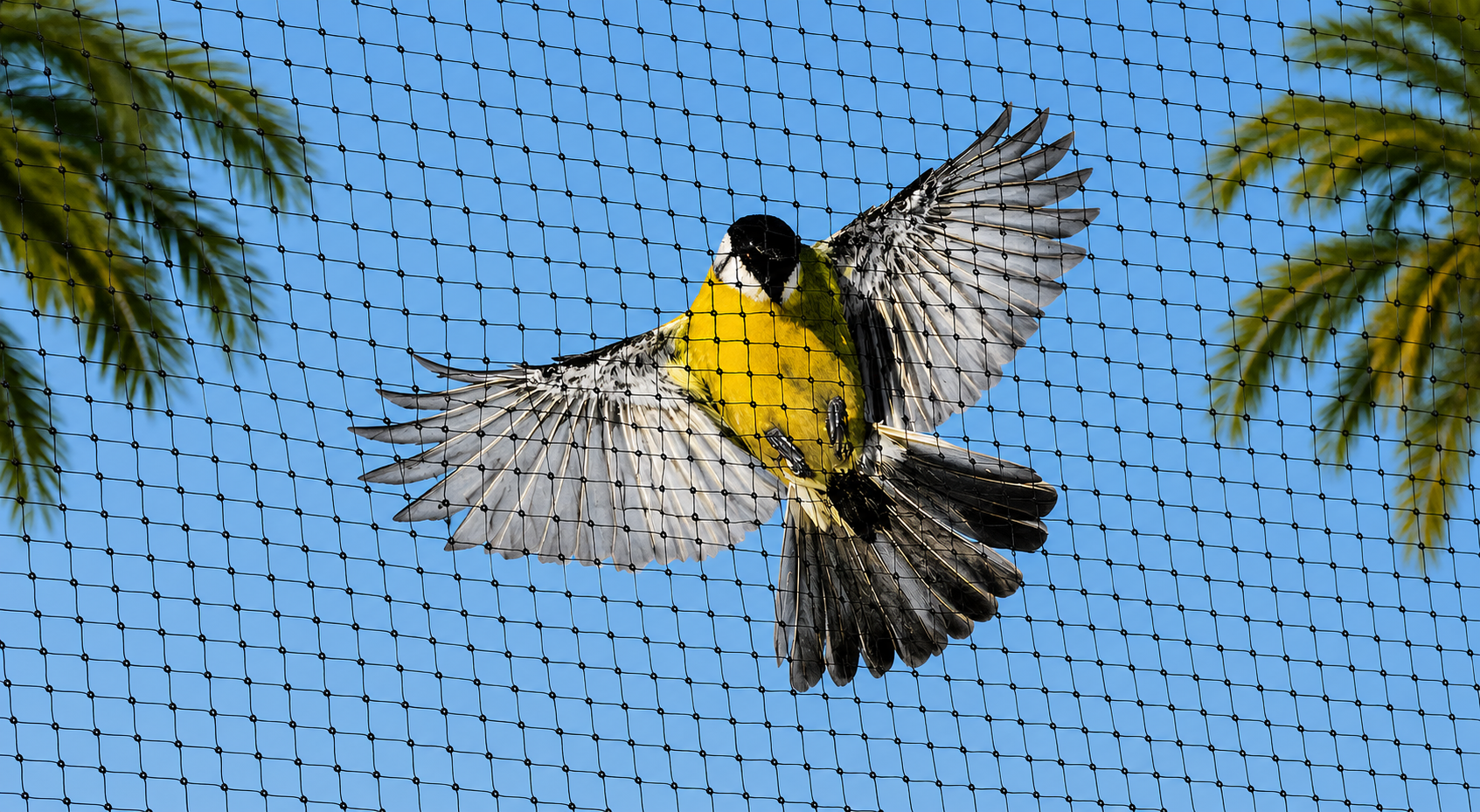 Bird Nets